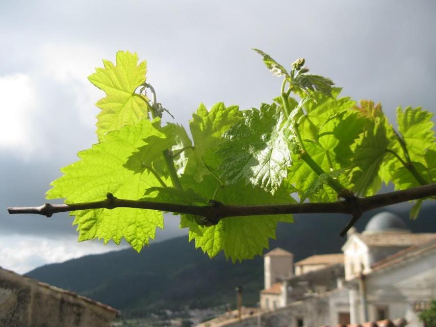 Il Nibbio - Soffitta Delle Ginestre Apartment Morano Calabro Luaran gambar